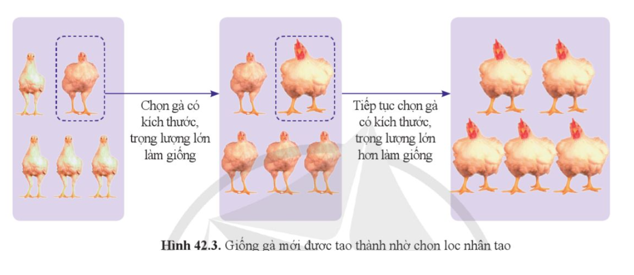 Quan sát hình 42.3, nêu tiêu chí chọn lọc và mô tả quá trình chọn lọc nhân tạo ở gà.    (ảnh 1)
