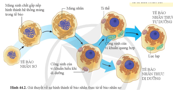 Quan sát hình 44.2, hãy trình bày sự hình thành tế bào nhân thực từ tế bào nhân sơ.    (ảnh 1)