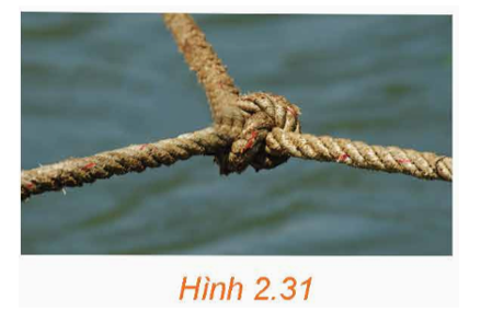 Ba sợi dây không giãn với khối lượng không đáng kể được buộc chung (ảnh 1)