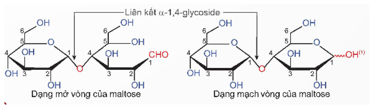 Tại sao saccharose chỉ tồn tại ở dạng mạch vòng, trong khi maltose tồn tại đồng thời ở dạng mở vòng và mạch vòng? (ảnh 2)