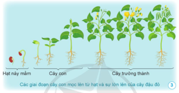 Nêu các giai đoạn cây non mọc lên từ hạt và sự lớn lên của cây đậu đỏ. Ở mỗi giai đoạn, cây thay đổi như thế nào. (ảnh 1)