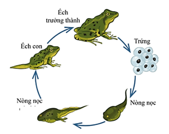 Sắp xếp các từ ngữ đã cho phù hợp với mỗi giai đoạn trong vòng đời của những động vật ở hình 2 và 3.   (ảnh 3)