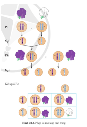 Quan sát hình 38.3, mô tả phép lai một cặp tính trạng của Mendel về màu hoa của cây đậu hà lan.    (ảnh 1)