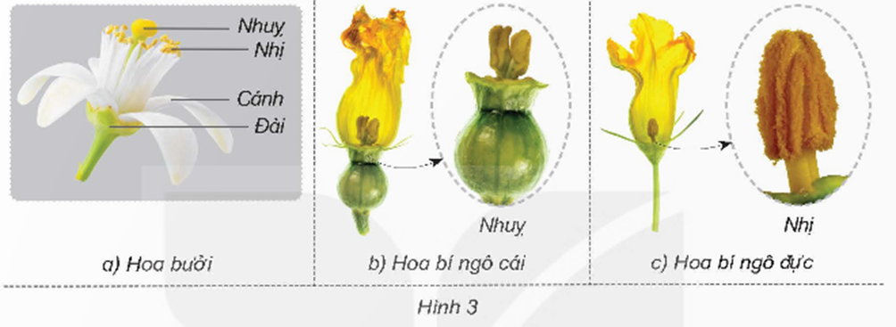 Quan sát hình 3 và cho biết hoa bí ngô và hoa bưởi, hoa nào là hoa lưỡng tính, hoa nào là hoa đơn tính. (ảnh 1)