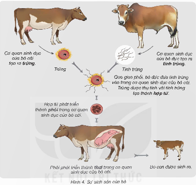 Quan sát, đọc thông tin ở hình 4, đặt câu hỏi và chia sẻ cùng bạn để tìm hiểu về: - Vai trò của bò đực, bò cái trong việc hình thành bò con. (ảnh 1)