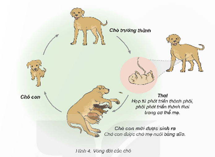Quan sát hình 4, đọc thông tin và thực hiện: - Nêu tên các giai đoạn phát triển chính trong vòng đời của chó. - Nhận xét về hình dạng của chó con so với chó trưởng thành. (ảnh 1)