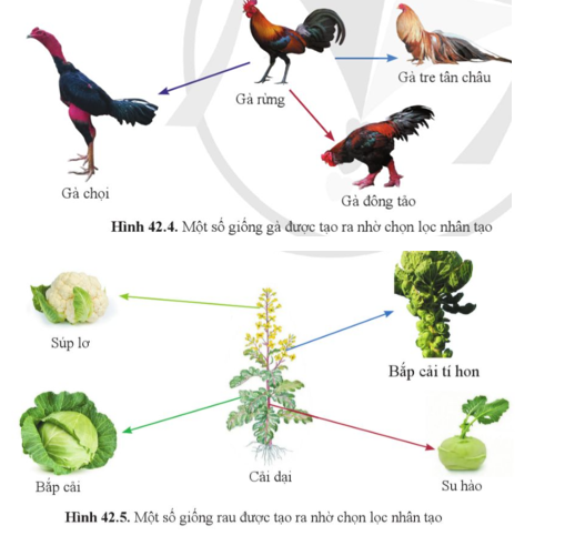 Quan sát hình 42.4 và hình 42.5, cho biết một số giống gà, giống rau được tạo ra do chọn lọc theo đặc điểm nào, đáp ứng nhu cầu gì của con người.   (ảnh 1)
