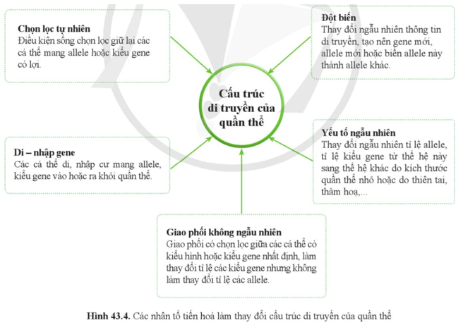 Quan sát hình 43.4 và nêu ảnh hưởng của các nhân tố tiến hóa đối với tỉ lệ allele của quần thể.  (ảnh 1)