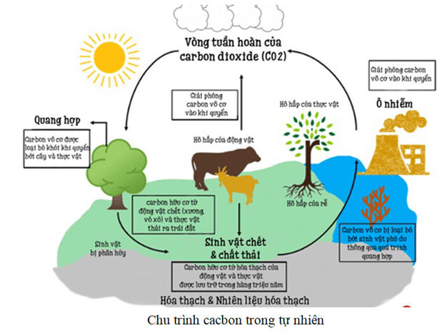 Em hãy trình bày dưới dạng sơ đồ về vai trò của carbon dioxide trong chu trình carbon. (ảnh 1)