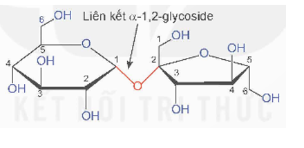 Từ đặc điểm cấu tạo phân tử của saccharose, dự đoán các tính chất hoá học có thể có của saccharose. (ảnh 1)