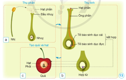 Dựa vào hình 13: 1. Nêu vai trò của nhị và nhụy trong quá trình thụ phấn, thụ tinh. 2. Hạt và quả được tạo thành từ bộ phận nào của hoa (ảnh 1)