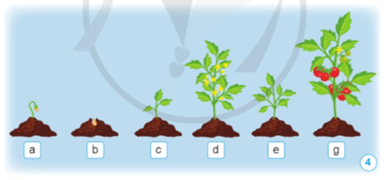 Sắp xếp các hình từ 4a đến 4g cho phù hợp với mỗi giai đoạn phát triển của cây, nêu tên mỗi giai đoạn đó. (ảnh 1)