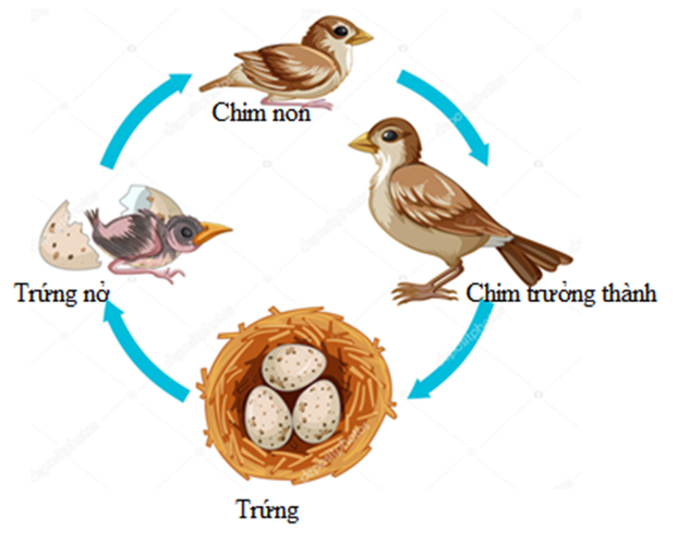 Sắp xếp các từ ngữ đã cho phù hợp với mỗi giai đoạn trong vòng đời của những động vật ở hình 2 và 3.   (ảnh 4)