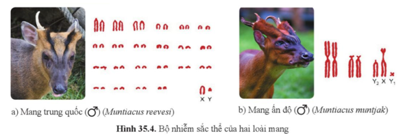 Quan sát hình 35.4, so sánh số lượng, hình thái bộ nhiễm sắc thể của hai loài mang.    (ảnh 1)