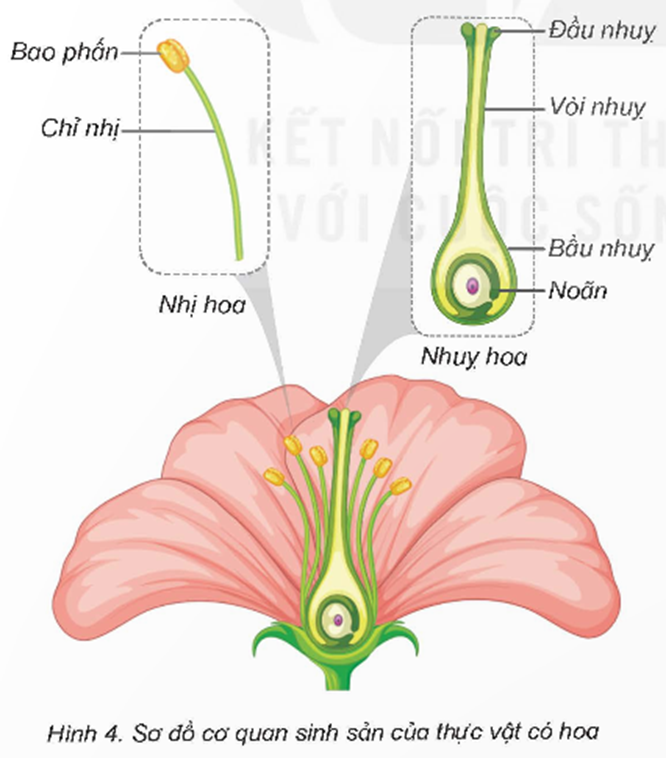 Quan sát hình 4, chỉ và nói tên các bộ phận của nhị hoa, nhuỵ hoa.  (ảnh 1)