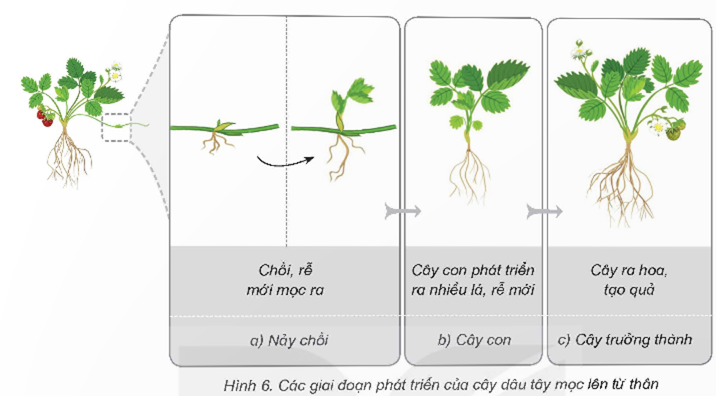 Quan sát hình 6 và thực hiện: - Nêu tên các giai đoạn phát triển chính của cây dâu tây mọc lên từ thân cây mẹ. (ảnh 1)