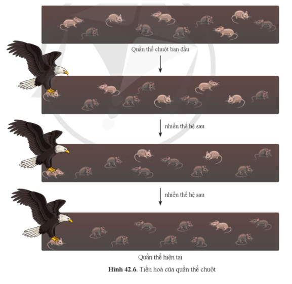 Quan sát hình 42.6 và giải thích vai trò của chọn lọc tự nhiên đối với tiến hóa của quần thể chuột.    (ảnh 1)