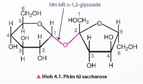 Phân tử saccharose có nhóm – OH hemiacetal hoặc nhóm – OH hemiketol không? Vì sao? (ảnh 3)