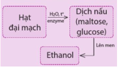 Trong công nghệ sản xuất bia có các bước chính sau:  a) Thành phần nào trong hạt đại mạch bị thủy phân tạo ra maltose, glucose? (ảnh 1)