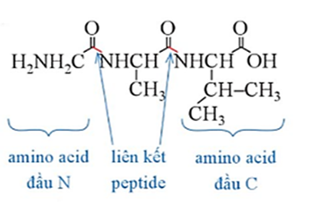Viết cấu tạo của tripeptide Gly – Ala – Val. (ảnh 1)