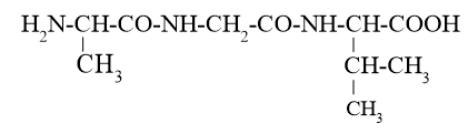 Thuỷ phân một tripeptide thu được 3 amino acid là Ala, Gly và Val. Cho biết cấu tạo có thể có của tripeptide đem thuỷ phân ở trên. (ảnh 1)