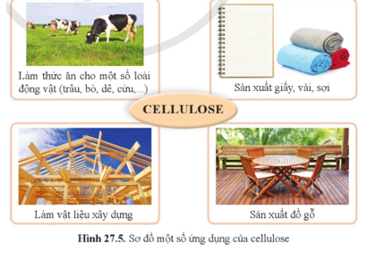 Quan sát hình 27.5 và cho biết những ứng dụng chính của cellulose.   (ảnh 1)