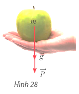 Nếu một vật có khối lượng m (kg) thì lực hấp dẫn P của Trái Đất tác dụng lên vật được xác định theo (ảnh 1)