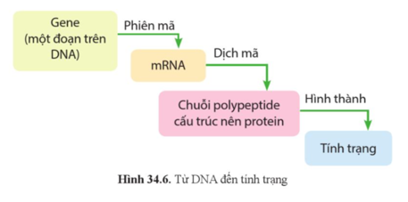 Dựa vào hình 34.6, phân tích mối quan hệ của DNA và tính trạng.    (ảnh 1)