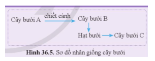 Quan sát hình 36.5, nêu cơ sở khoa học của phương pháp tạo ra cây bưởi B và C. (ảnh 1)