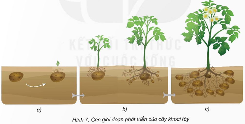 Dựa vào hình 7, cho biết cây khoai tây mọc lên từ bộ phận nào và mô tả một số (ảnh 1)
