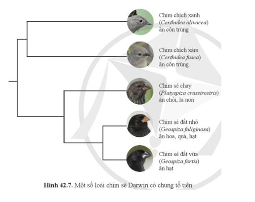Quan sát hình 42.7 và phân tích sự phù hợp giữa hình thái mỏ với chế độ thức ăn của một số loài chim sẻ Darwin.    (ảnh 1)