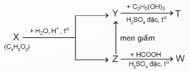 Hoàn thành các phương trình phản ứng theo sơ đồ (X, Y, Z, T, W là các hợp chất hữu cơ khác nhau, T chỉ chứa một loại nhóm chức):   (ảnh 1)