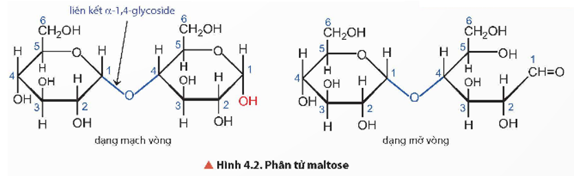 Vì sao phân tử maltose có thể mở vòng? (ảnh 1)