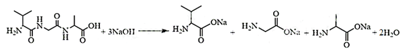 Thuỷ phân không hoàn toàn tripeptide Val – Gly – Ala thu được các dipeptide nào? Viết phương trình hoá học minh hoạ phản ứng thuỷ phân hoàn toàn tripeptide (ảnh 1)