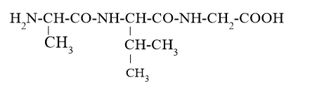 Thuỷ phân một tripeptide thu được 3 amino acid là Ala, Gly và Val. Cho biết cấu tạo có thể có của tripeptide đem thuỷ phân ở trên. (ảnh 2)