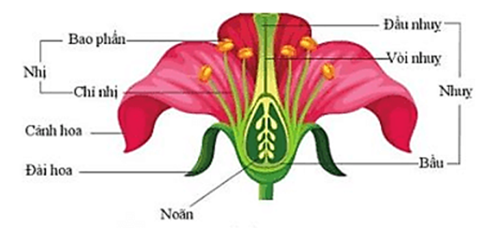 Vẽ sơ đồ bông hoa như hình 14 và ghi chú tên các bộ phận của hoa. (ảnh 2)