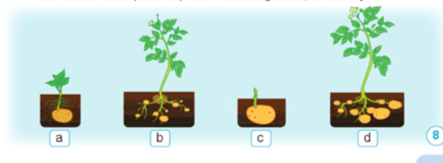 Sắp xếp các hình phù hợp với các giai đoạn phát triển của cây khoai tây bắt đầu từ thân (thân củ). Nêu tên mỗi giai đoạn của cây. (ảnh 1)