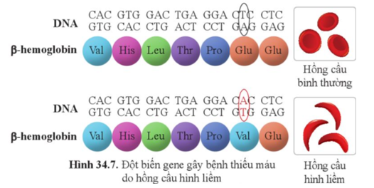 Quan sát hình 34.7, cho biết:    a) Đột biến gene xảy ra ở vị trí nào? Nó làm thay trình tự chuỗi polypeptide như thế nào?  b) Hồng cầu hình liềm có ảnh hưởng gì đến sức khoẻ con người? (ảnh 1)