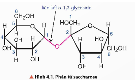 Dự đoán đặc điểm cấu tạo của phân tử saccharose, dự đoán tính chất hoá học cơ bản của saccharose. (ảnh 1)