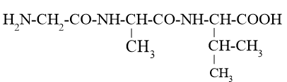 Thuỷ phân một tripeptide thu được 3 amino acid là Ala, Gly và Val. Cho biết cấu tạo có thể có của tripeptide đem thuỷ phân ở trên. (ảnh 3)