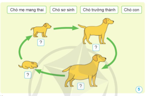 Sắp xếp các từ ngữ đã cho phù hợp với mỗi hình trong vòng đời của chó. (ảnh 1)