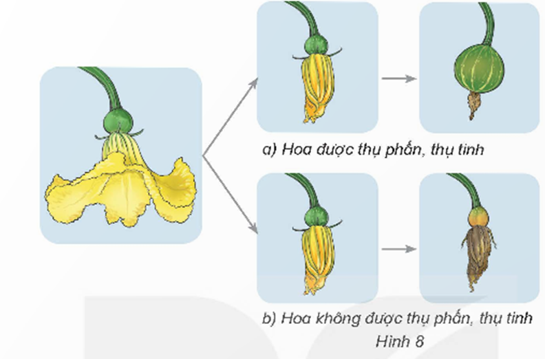 Quan sát hình 8 và cho biết khi hoa được hoặc không được thụ phấn, thụ tinh thì sự phát triển tiếp theo của hoa sẽ như thế nào. (ảnh 1)