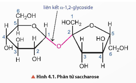 Carbohydrate nào dưới đây không có nhóm – OH hemiacetal hoặc nhóm – OH hemiketal? A. Glucose. B. Fructose. C. Saccharose. D. Maltose. (ảnh 1)