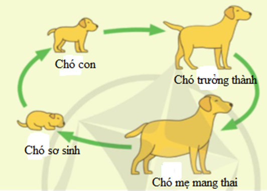 Sắp xếp các từ ngữ đã cho phù hợp với mỗi hình trong vòng đời của chó. (ảnh 2)