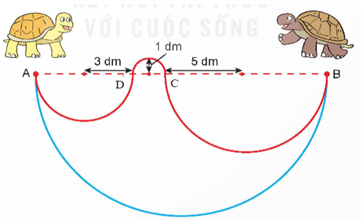 Chú rùa màu vàng bò từ A đến B theo đường màu đỏ, chú rùa màu nâu bò từ B (ảnh 2)