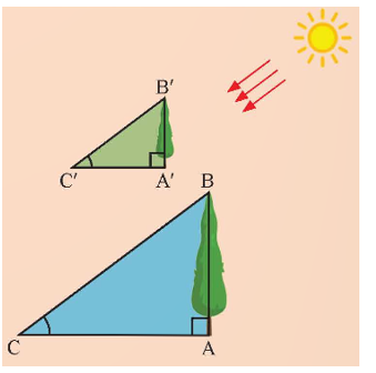Tại một thời điểm, khi những tia nắng chiếu, cây và bóng tạo thành các tam giác vuông như hình bên (ảnh 1)