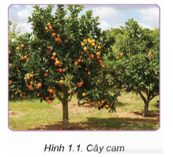 Cây cam (Hình 1.1) là một loại cây ăn quả được trồng phổ biến ở nước ta. Em hãy kể tên một số loại cây ăn quả phổ biến khác mà em biết và nêu vai trò của chúng đối với con người   (ảnh 1)