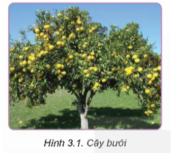 Cây bưởi (Hình 3.1) là một loại cây ăn quả có múi. Hãy kể tên một số loại cây ăn quả có múi khác đang được trồng ở địa phương em ( hoặc em biết).   (ảnh 1)