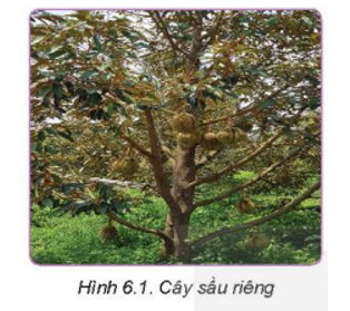 Quan sát Hình 6.1 và nêu đặc điểm thực vật học của cây sầu riêng. Theo em, vì sao cây sầu riêng lại không được trồng ở các tỉnh miền Bắc nước ta?   (ảnh 1)