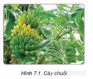 Quan sát Hình 7.1 và nêu đặc điểm thực vật học của cây chuối. Theo em, hình này là chuối tiêu hay chuối tây?   (ảnh 1)
